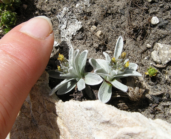 Gnaphalium hoppeanum .......?